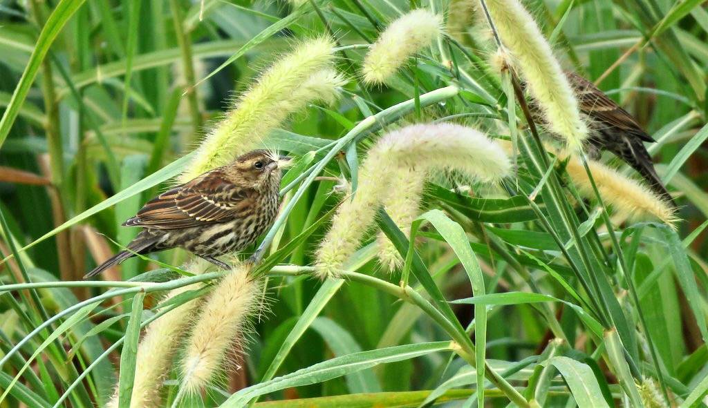 Female Red-winged Blackbird by YoungSue is marked with Public Domain Mark 1.0.